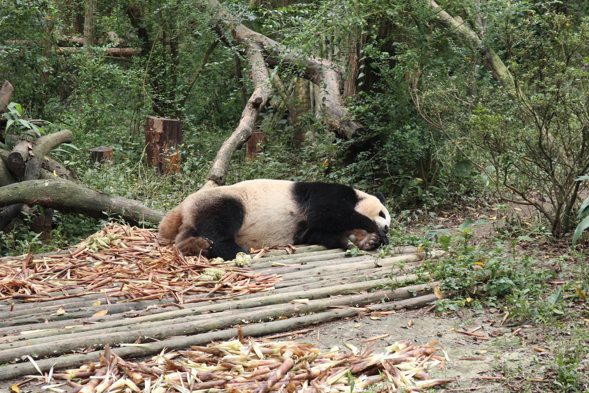 慵懒的大熊猫